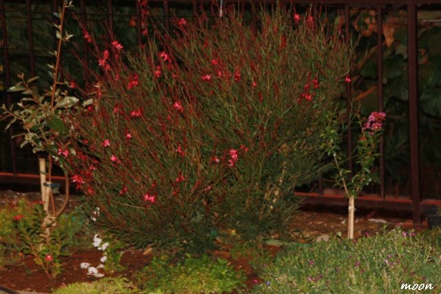 gaura
